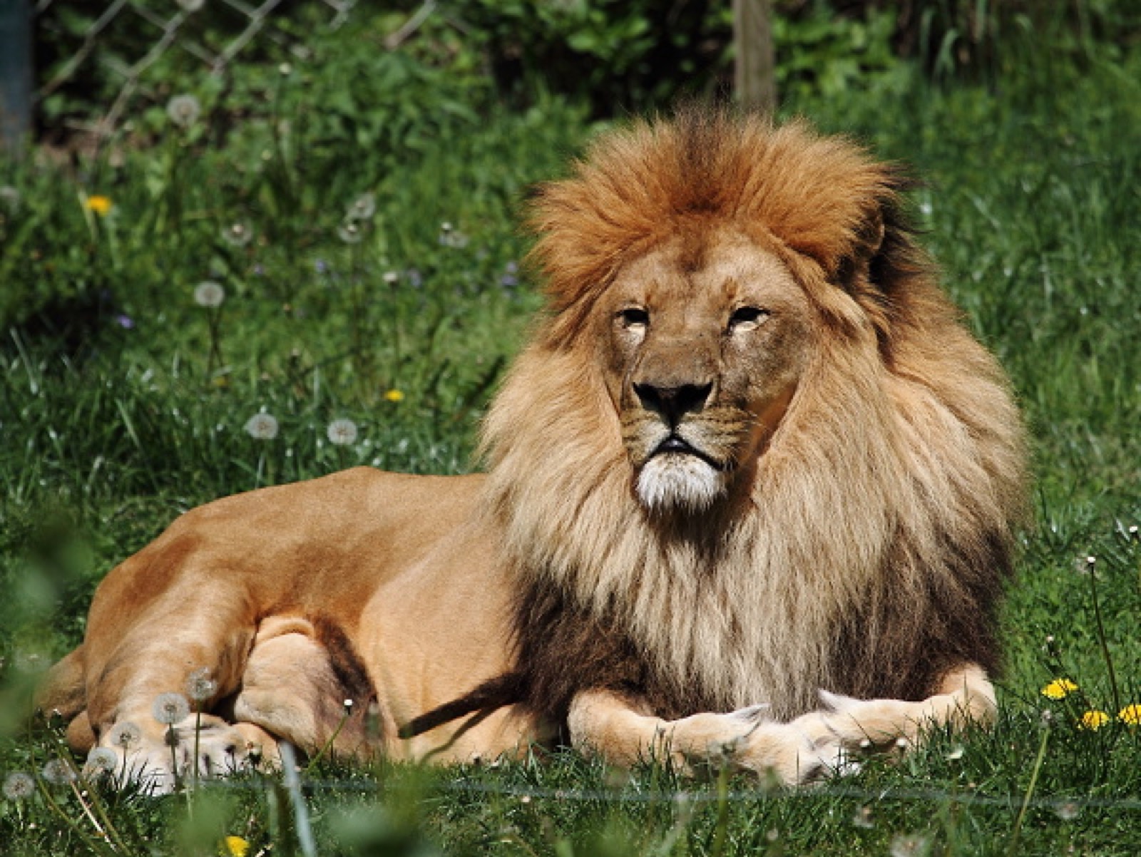 ZOO Lešná